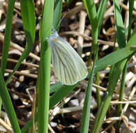 Image of Mustard White