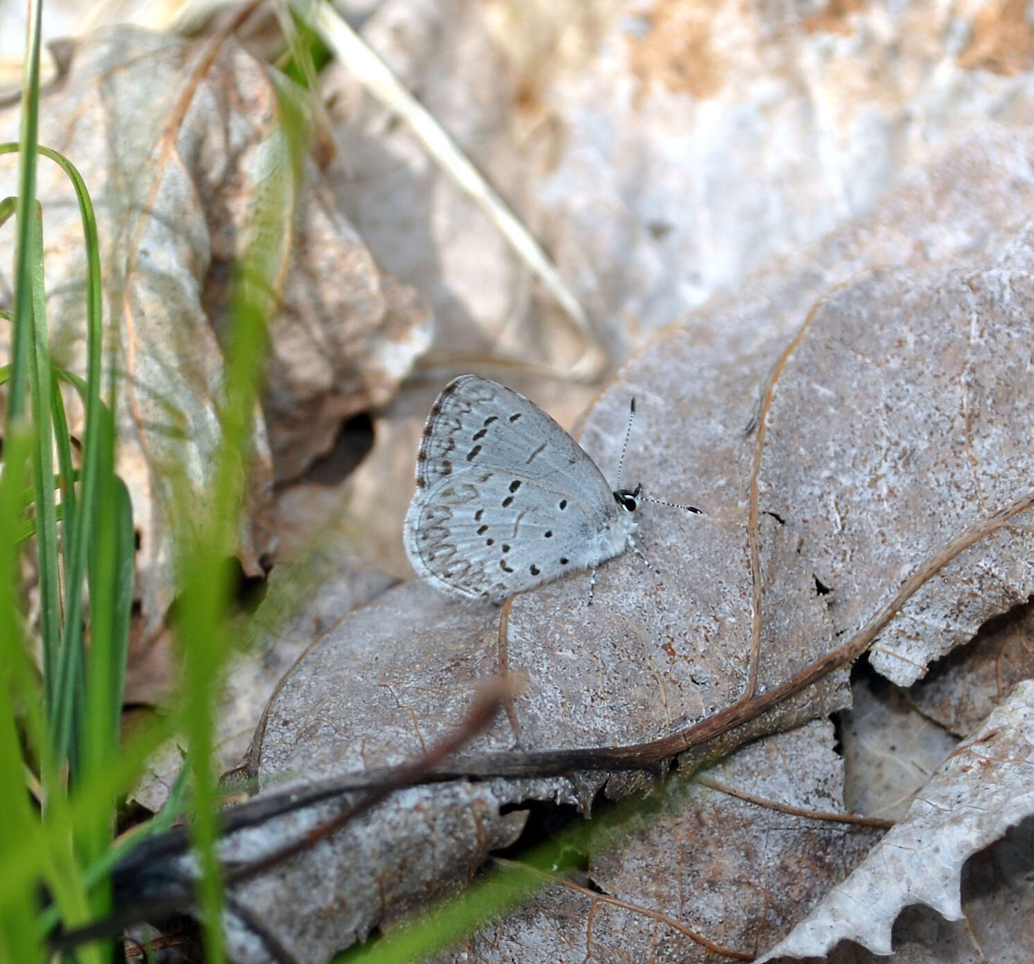 Image of Spring Azure