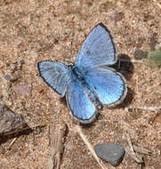 Image of Silvery Blue