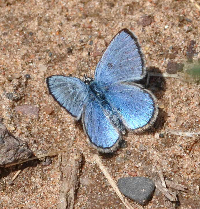 Image of Silvery Blue