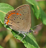 Image of Satyrium titus