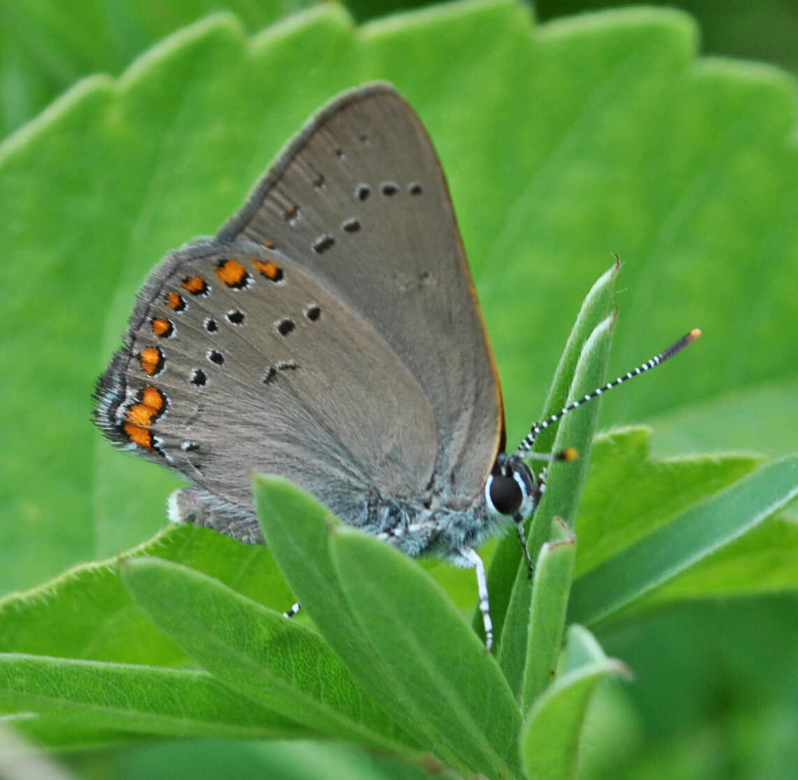 Image of Satyrium titus