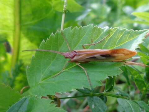 صورة Limnephilus rhombicus (Linnaeus 1758)