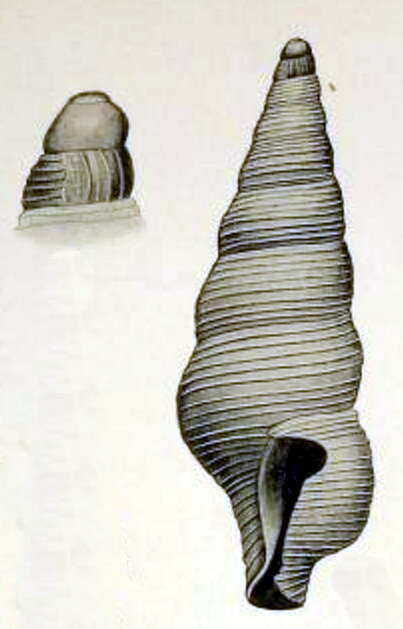 Image of Filodrillia trophonoides (Verco 1909)