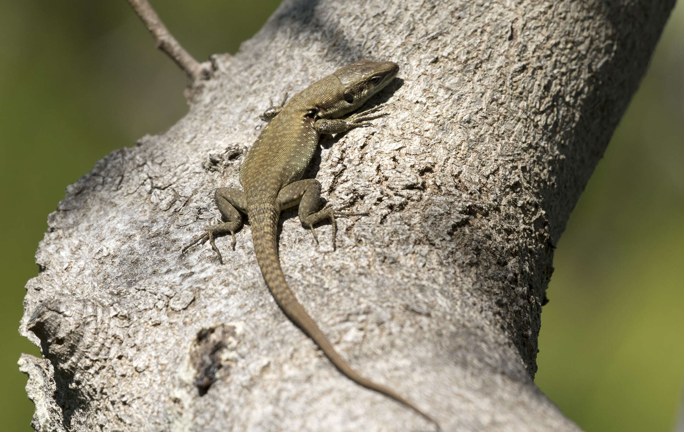 Sivun Phoenicolacerta laevis (Gray 1838) kuva