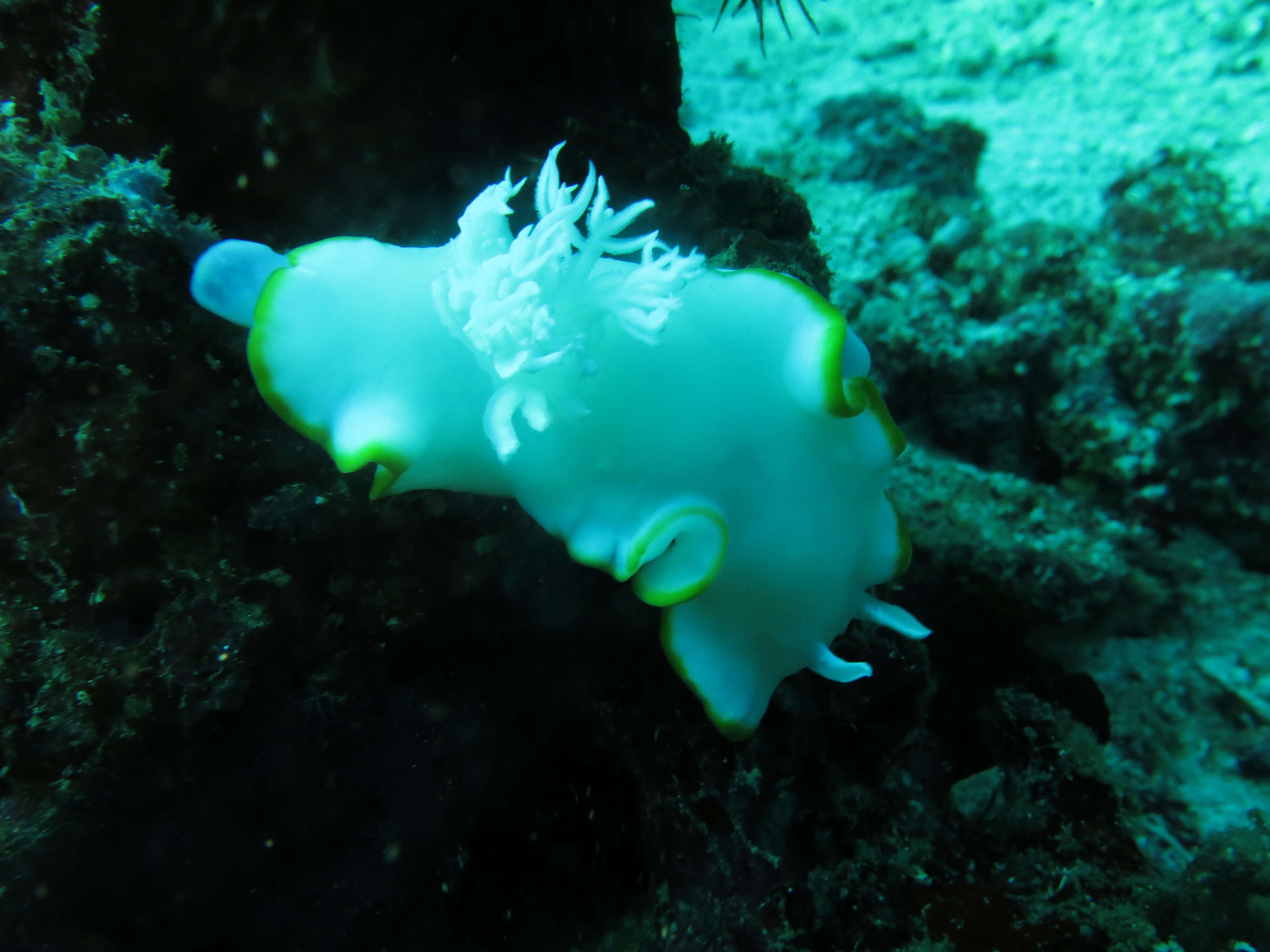 Image of Pale white slug