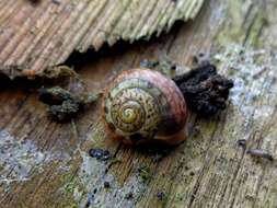 Image of Kentish gardensnail