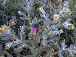 Image of Centaurea seridis L.