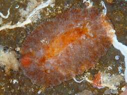 Image of Hoplodoris