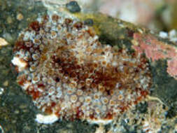 Image of Hoplodoris