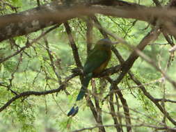 Image de Motmot caraïbe