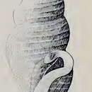 Image of Filodrillia haswelli (Hedley 1907)