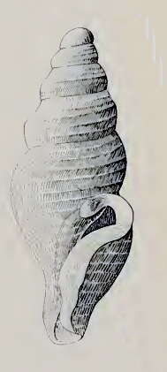 Image of Filodrillia haswelli (Hedley 1907)