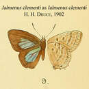 Слика од Jalmenus clementi (H. H. Druce 1902)