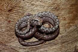 Image of Brown Whip Snake