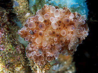 Image of Hoplodoris