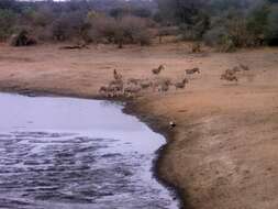 Image of Burchell's zebra