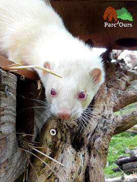 Image of domestic ferret