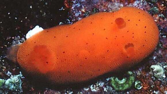 Image of Red sponge nudibranch