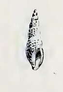 Image of Glyptaesopus oldroydi (Arnold 1903)