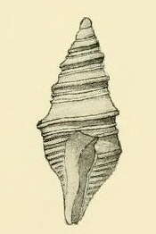 Image of Maoritomella albula (Hutton 1873)