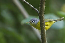 Image of White-spectacled Warbler