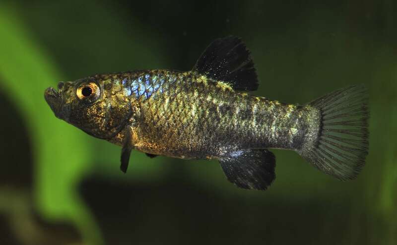 Image of Scale-eating pupfish