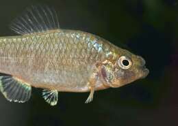 Image of Durophage pupfish