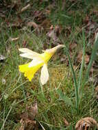 Image of daffodil