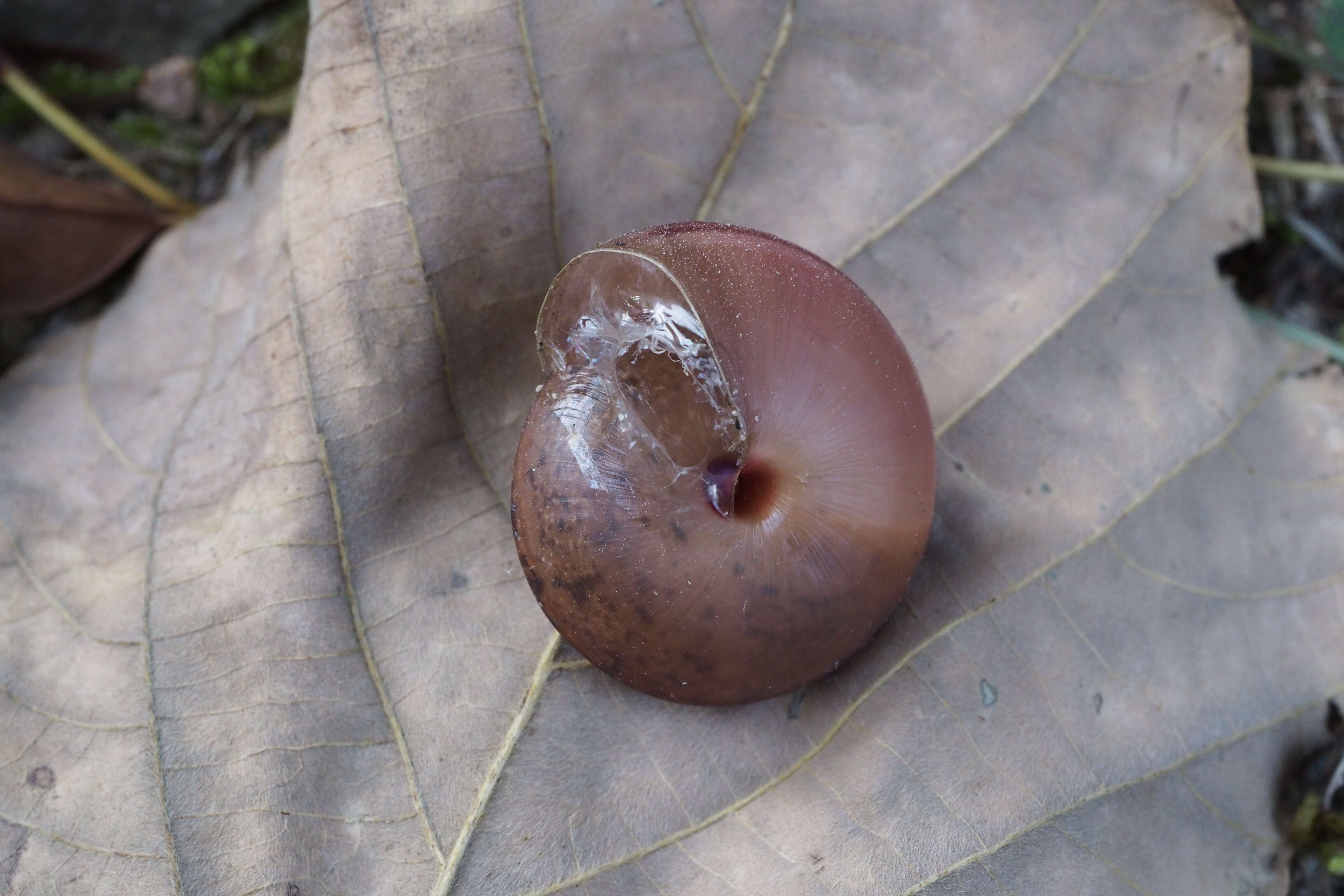 Image de Satsuma myomphala Martens 1865