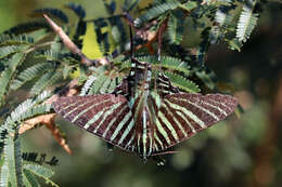 Image of Urania boisduvalii