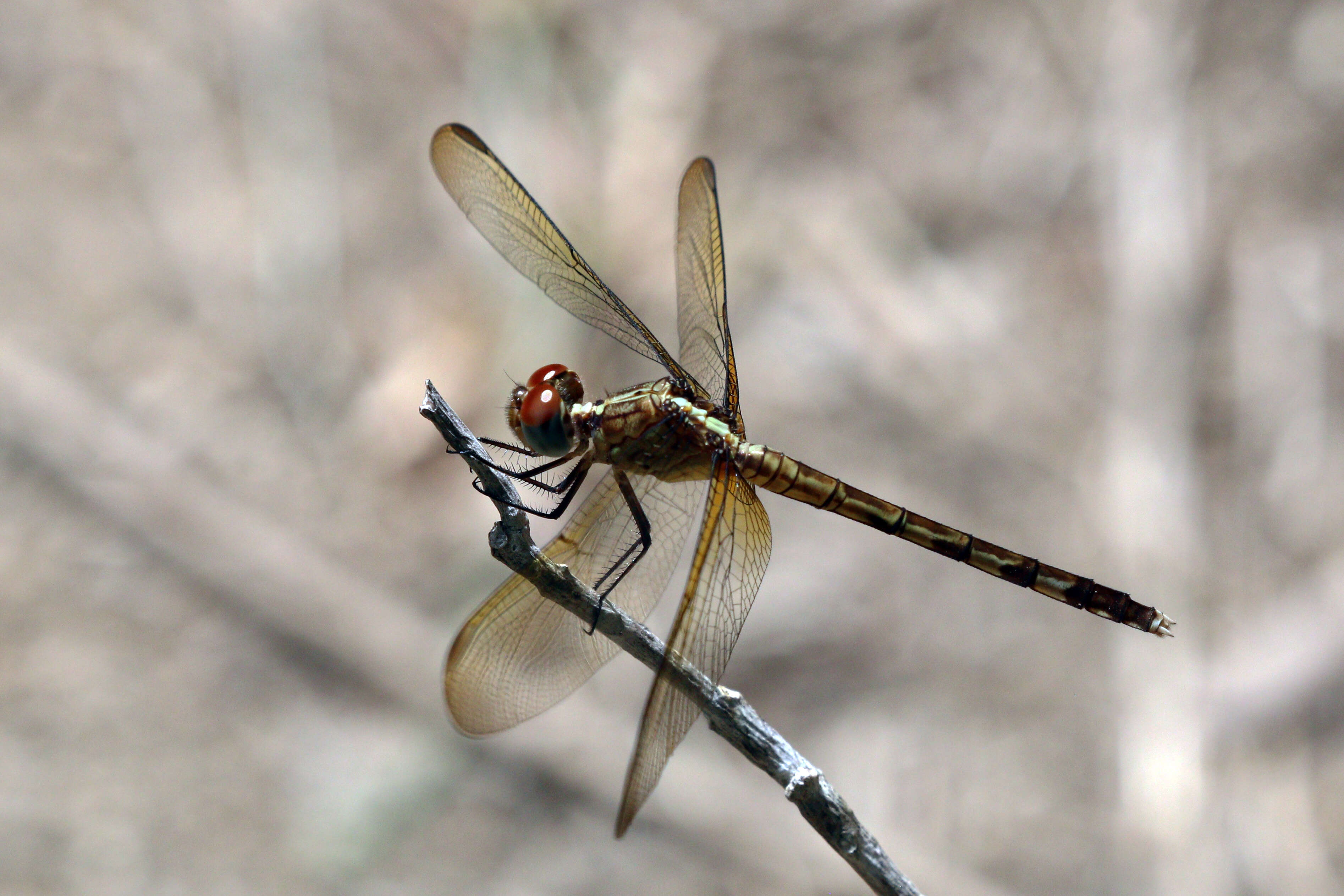 Sivun Erythrodiplax umbrata (Linnaeus 1758) kuva