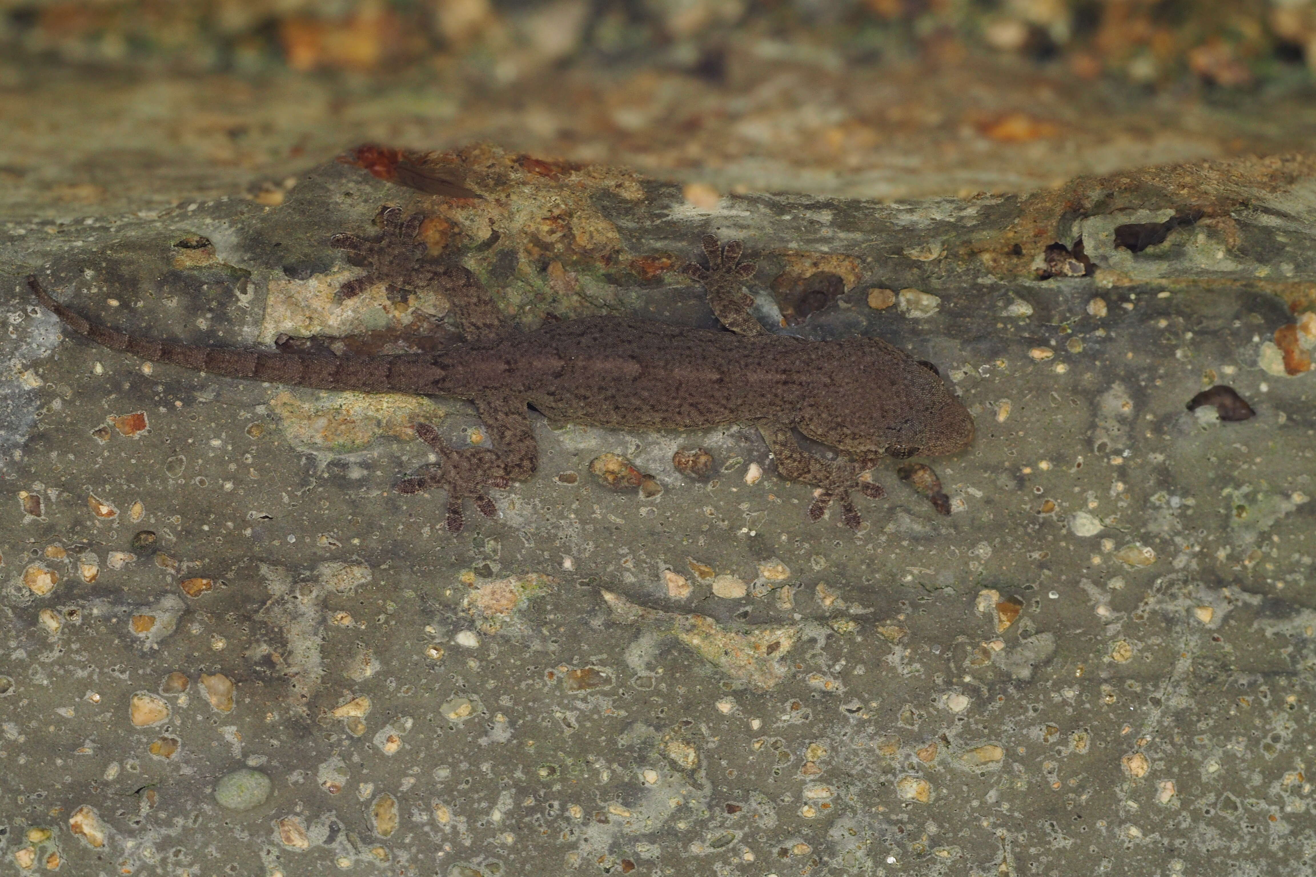 Image of Schlegel's Japanese Gecko