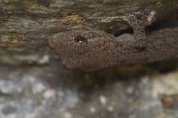 Image of Schlegel's Japanese Gecko