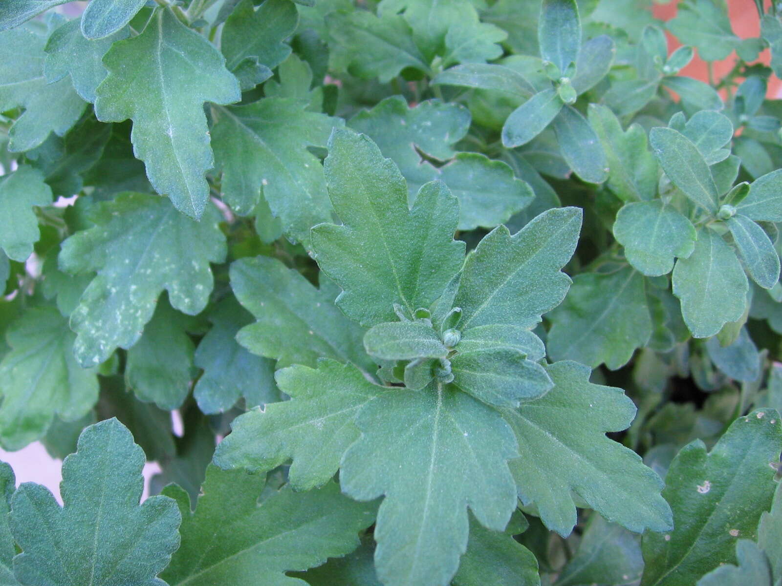 Image of florist's daisy