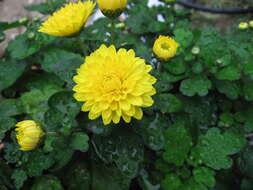 Image of florist's daisy