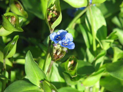 Слика од Commelina tuberosa L.