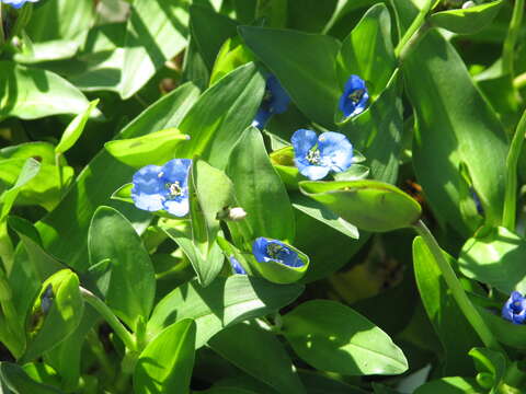 Слика од Commelina tuberosa L.