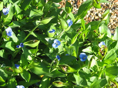 Слика од Commelina tuberosa L.