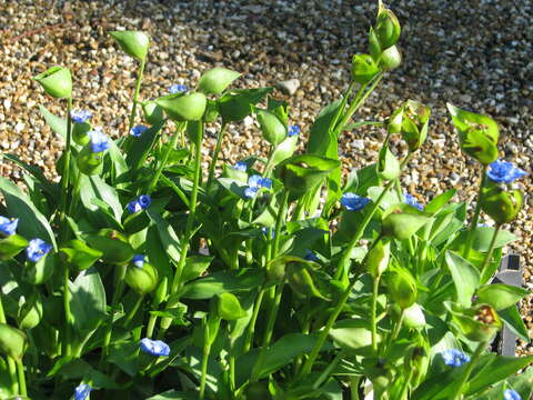 Слика од Commelina tuberosa L.