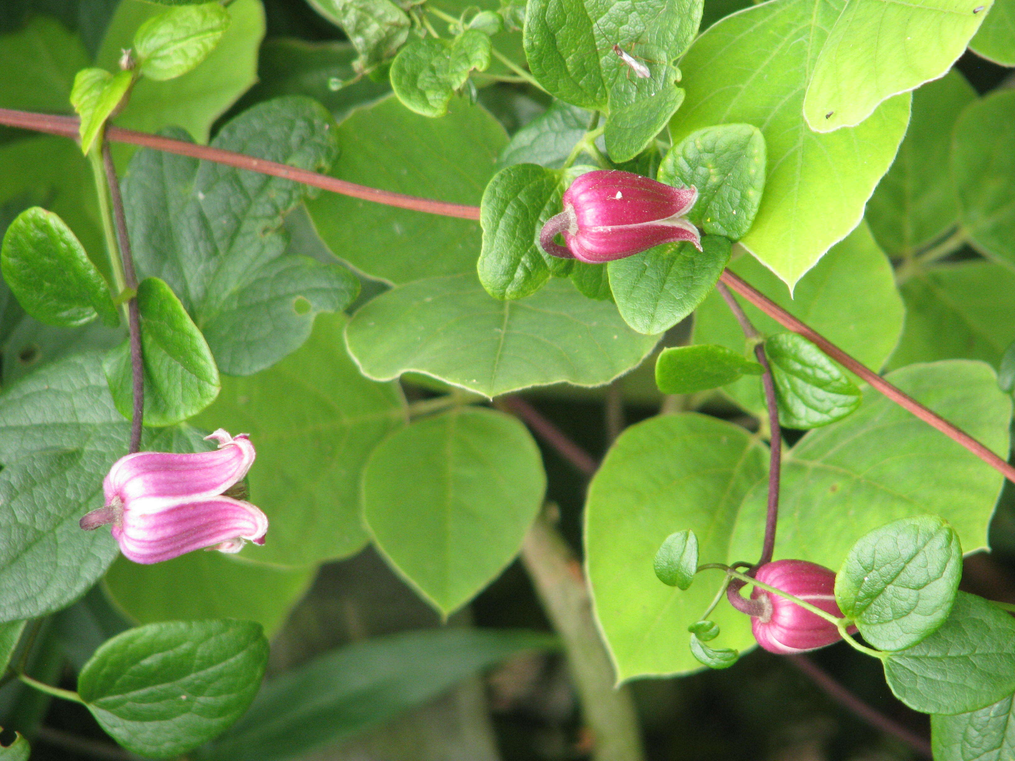 Imagem de Clematis viorna L.