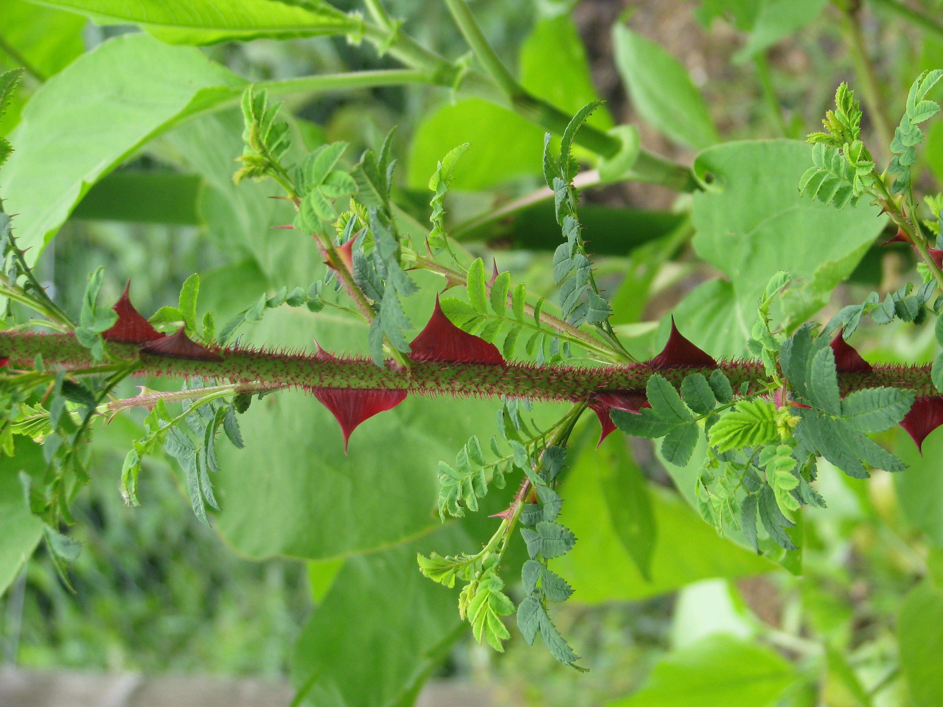 Image of Rosa sericea Lindl.