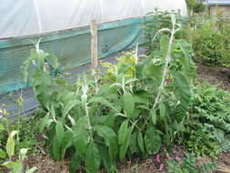 Image of Buddleja nivea Duthie