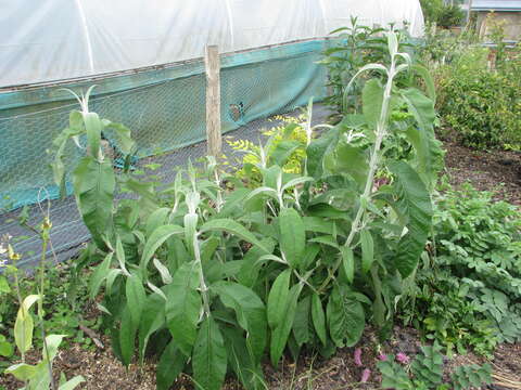 Sivun Buddleja nivea Duthie kuva