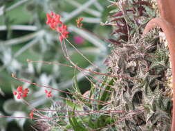 Image of Aloe descoingsii Reynolds