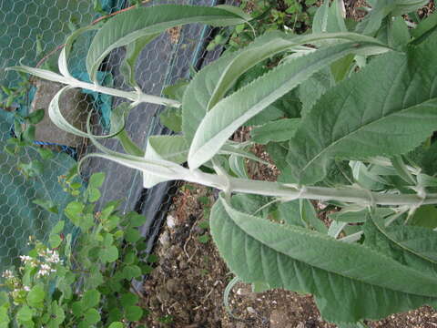 Sivun Buddleja nivea Duthie kuva