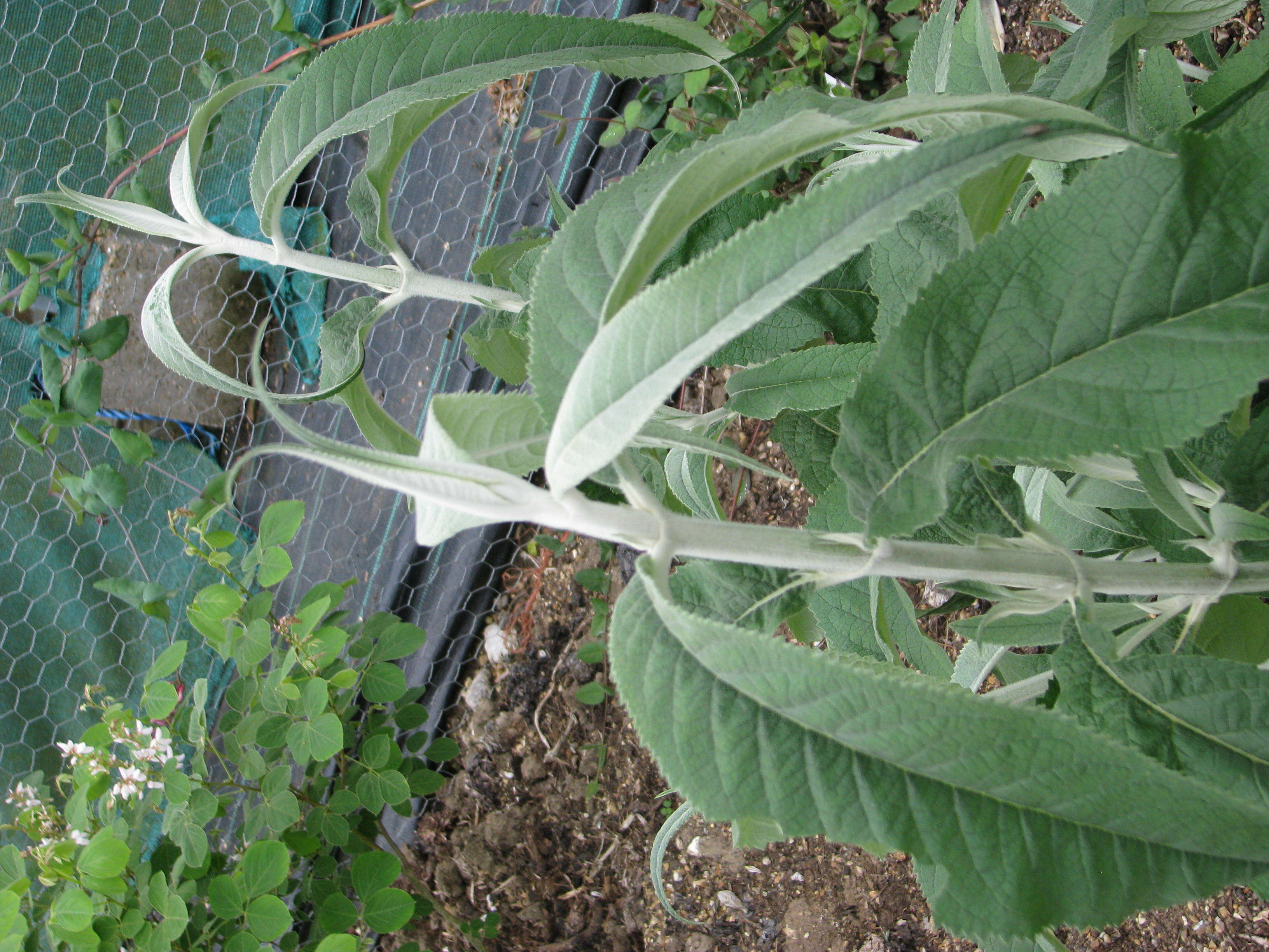 Image of Buddleja nivea Duthie