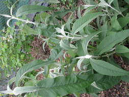 Image of Buddleja nivea Duthie