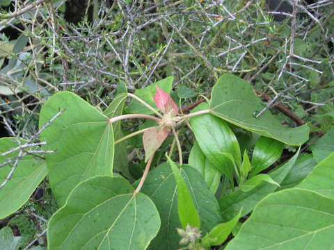 Image of Mallotus japonicus (L. fil.) Müll. Arg.