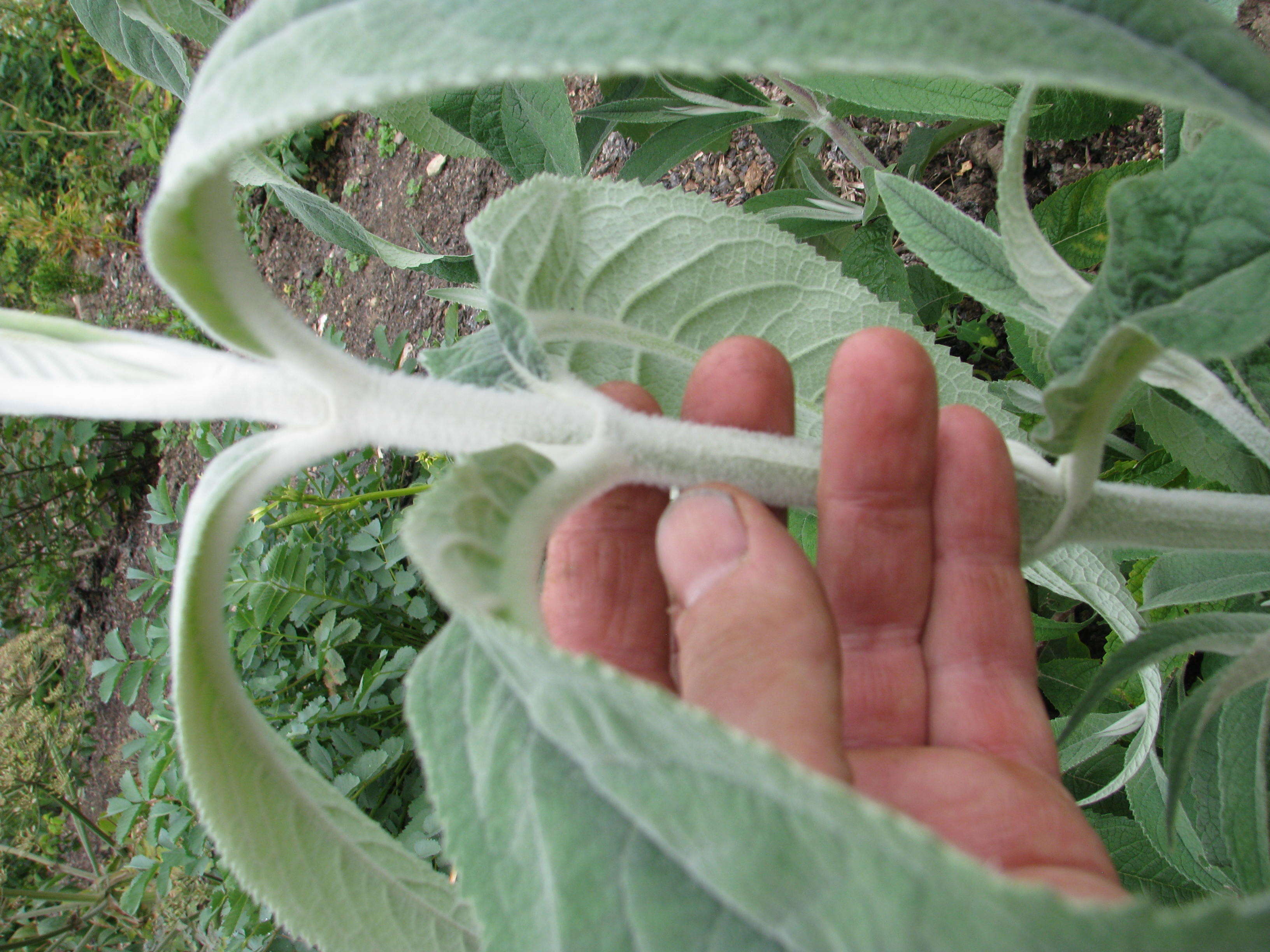 Image of Buddleja nivea Duthie